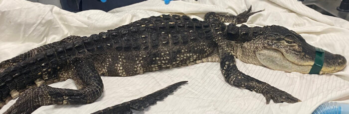 alligator on paper towels