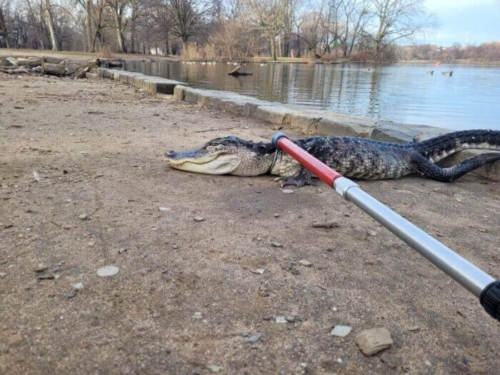 alligator at prospect park lake