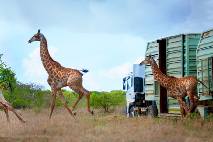giraffe photo artwalk