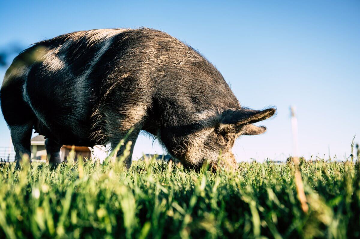 pet pig in grass