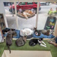 cats in window at brooklyn cat cafe feline film festival