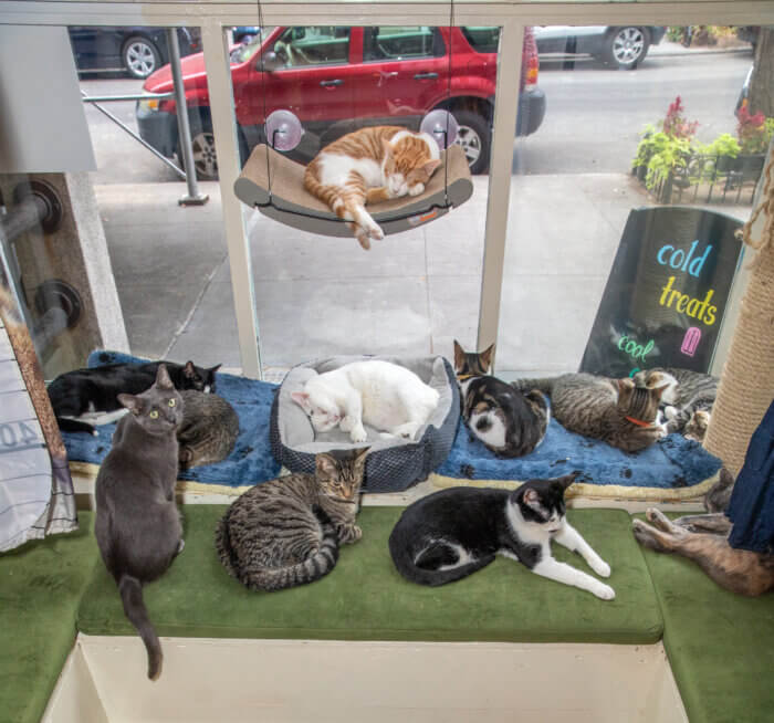 cats in window at brooklyn cat cafe feline film festival