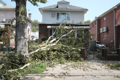 tree in front of bensonhurst house after storm