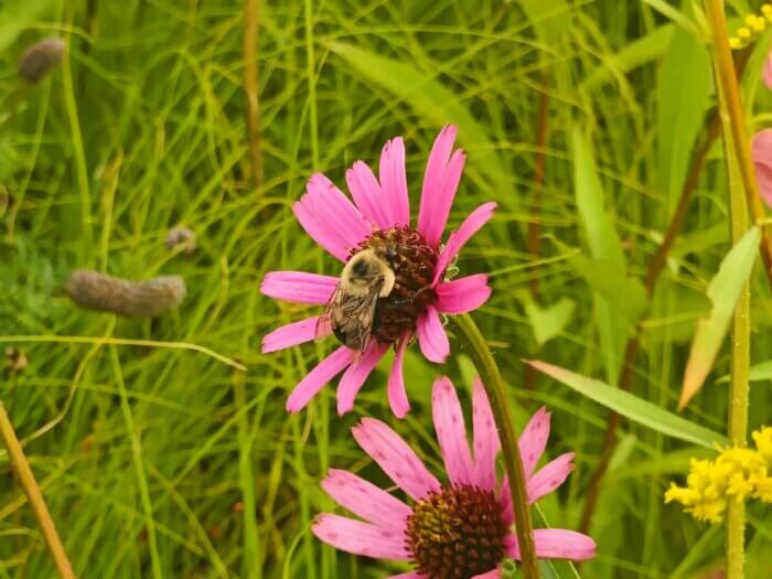 Bumblebee at the kinsland rooftop in greenpoint