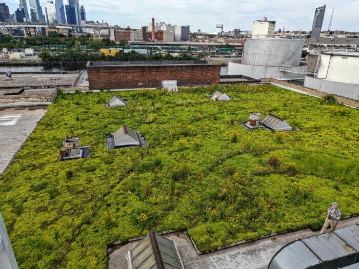 Green rooftop at the waste water treatment plant in greenpoint