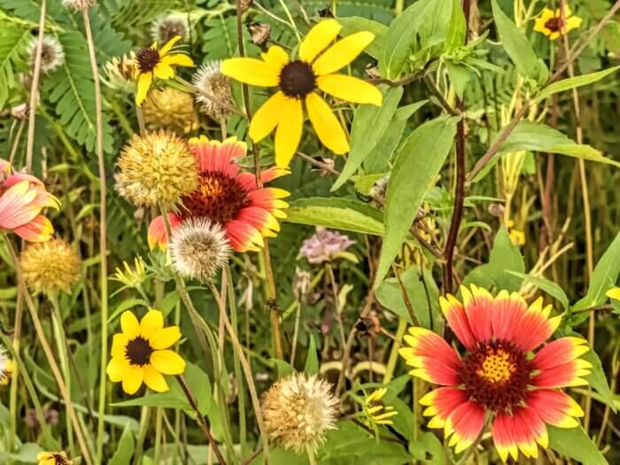 wildflowers at kinsland in greenpoint