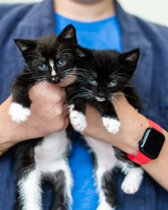 kittens at flatbush cats