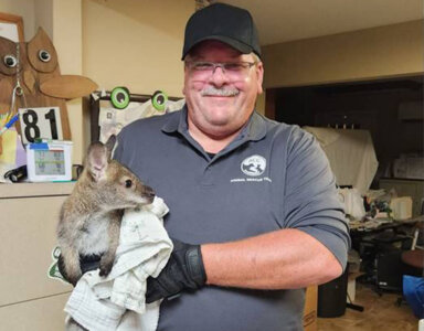 wallaby with man