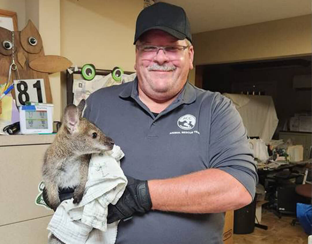 wallaby with man