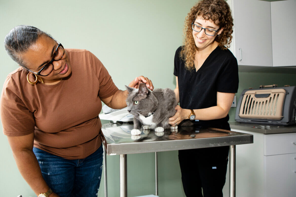 vet examining cat at flatbush cats clinic