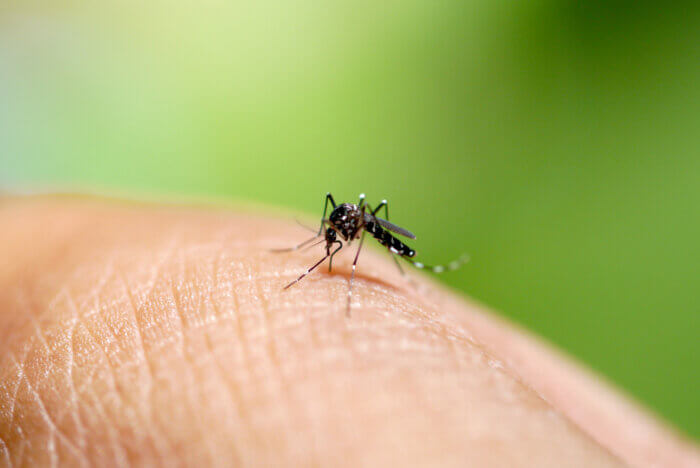 mosquito on hand