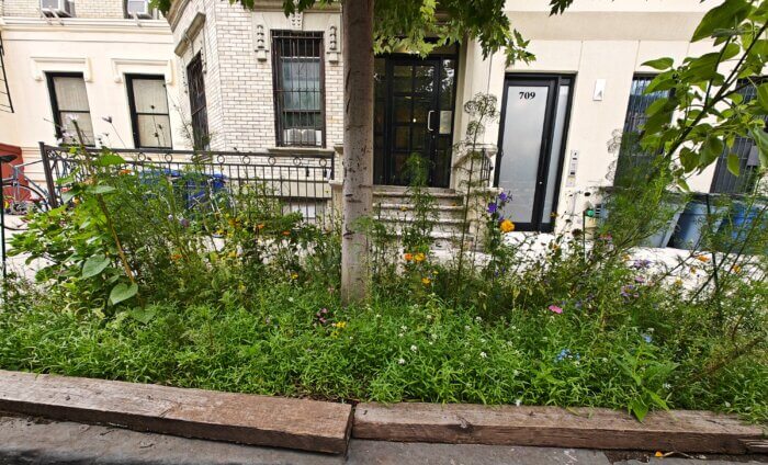 wildflowers in sidewalk's tree bed