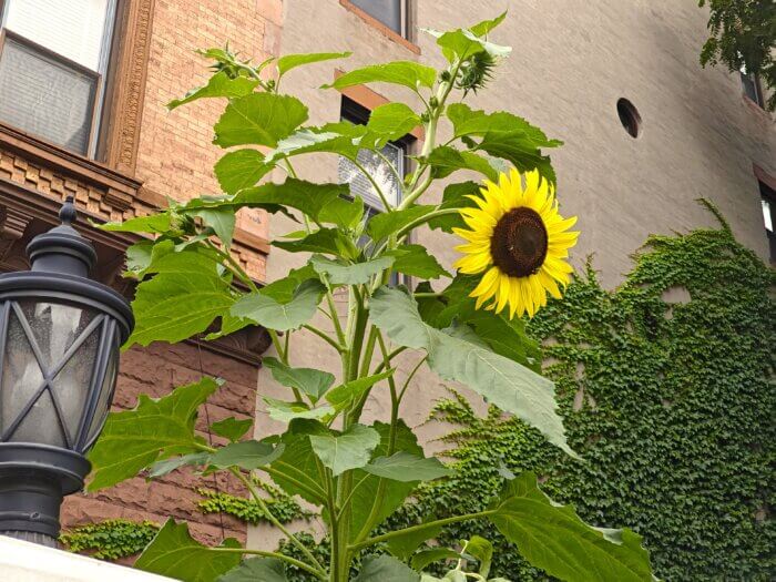 sunflowers