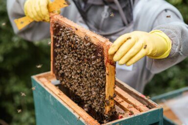 beekeeper