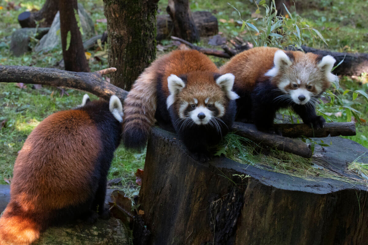 red pandas at prospect park zoo