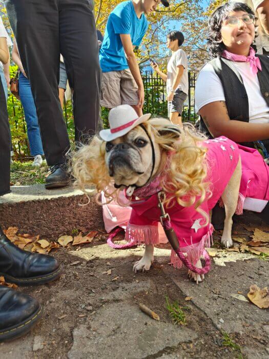 barbie dog costume Great PUPkin