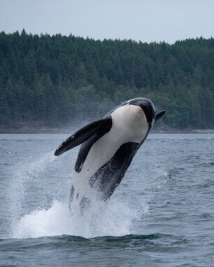 orca whale