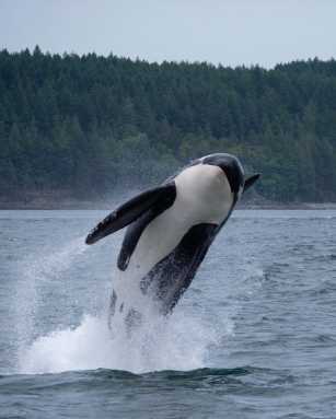 orca whale