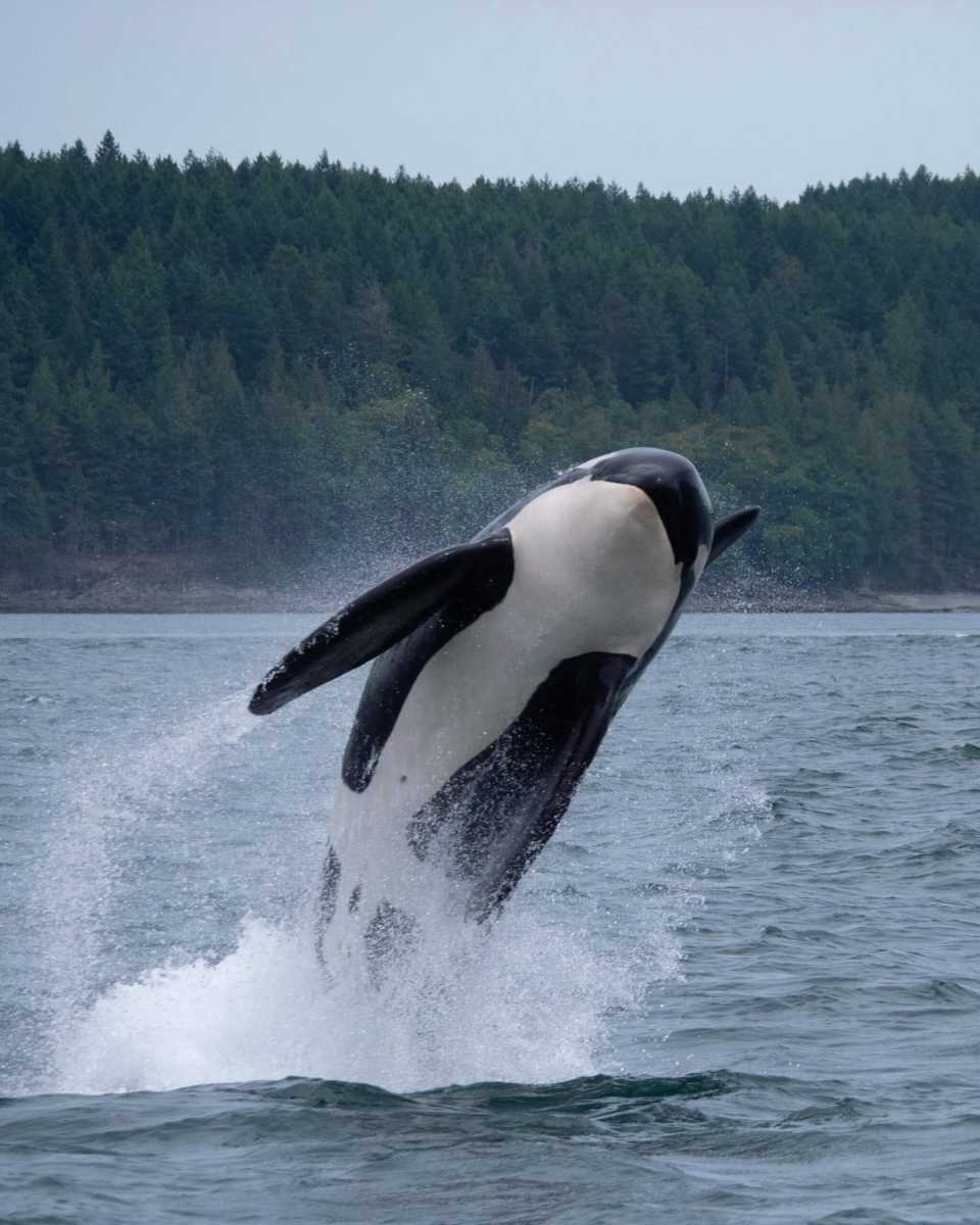 orca whale