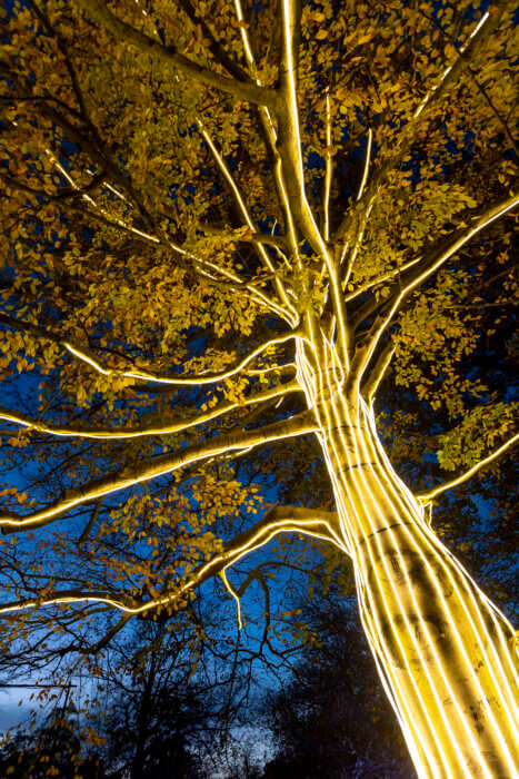 tree at Lightscape