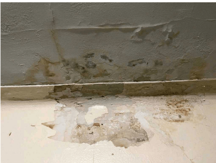 mold at 240 E. 18th Street in Flatbush