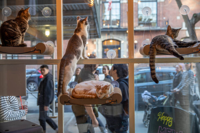 brooklyn cat café