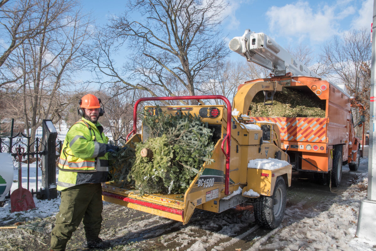 man chipping tree at mulchfest