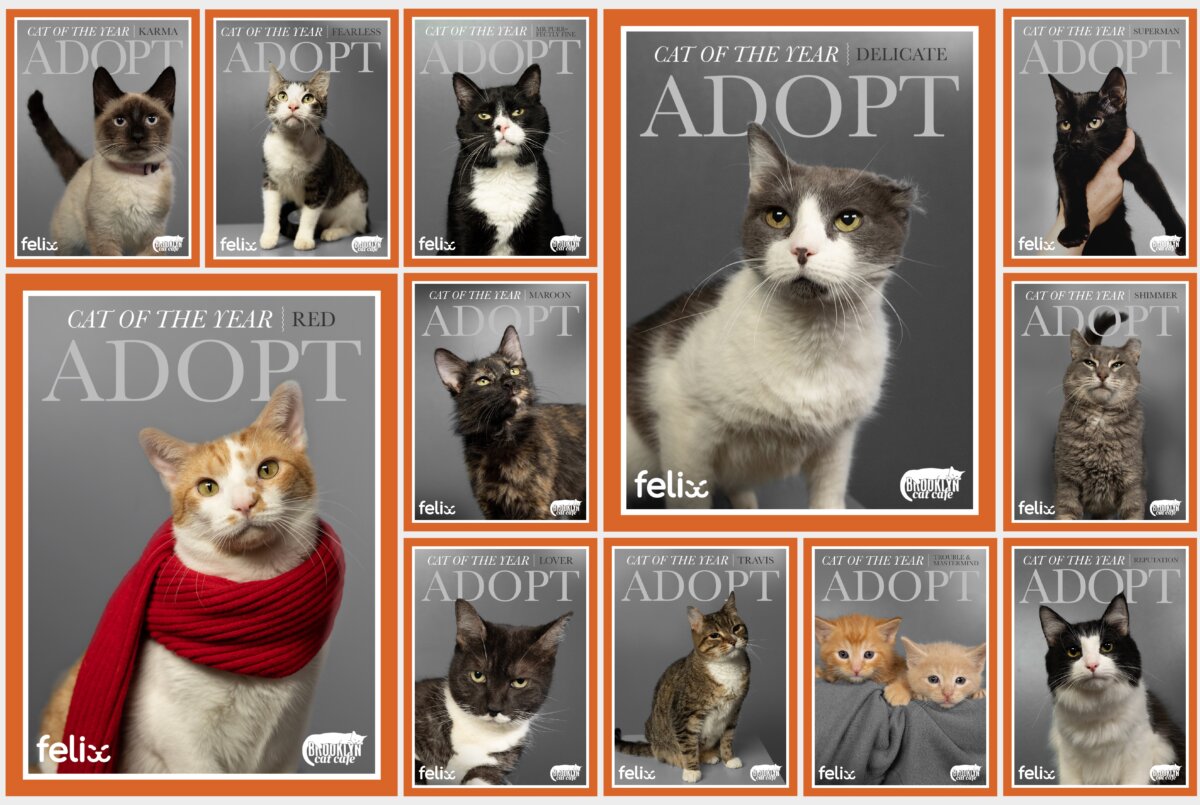 Cat Cafe Shares 'Criminal History' of their Adoptable Cats and It's  Priceless - PetHelpful News