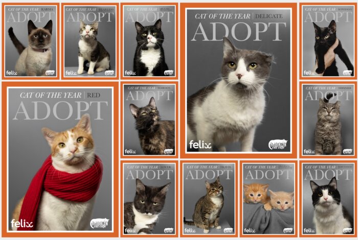 brooklyn cat cafe cat of the year taylor swift covers