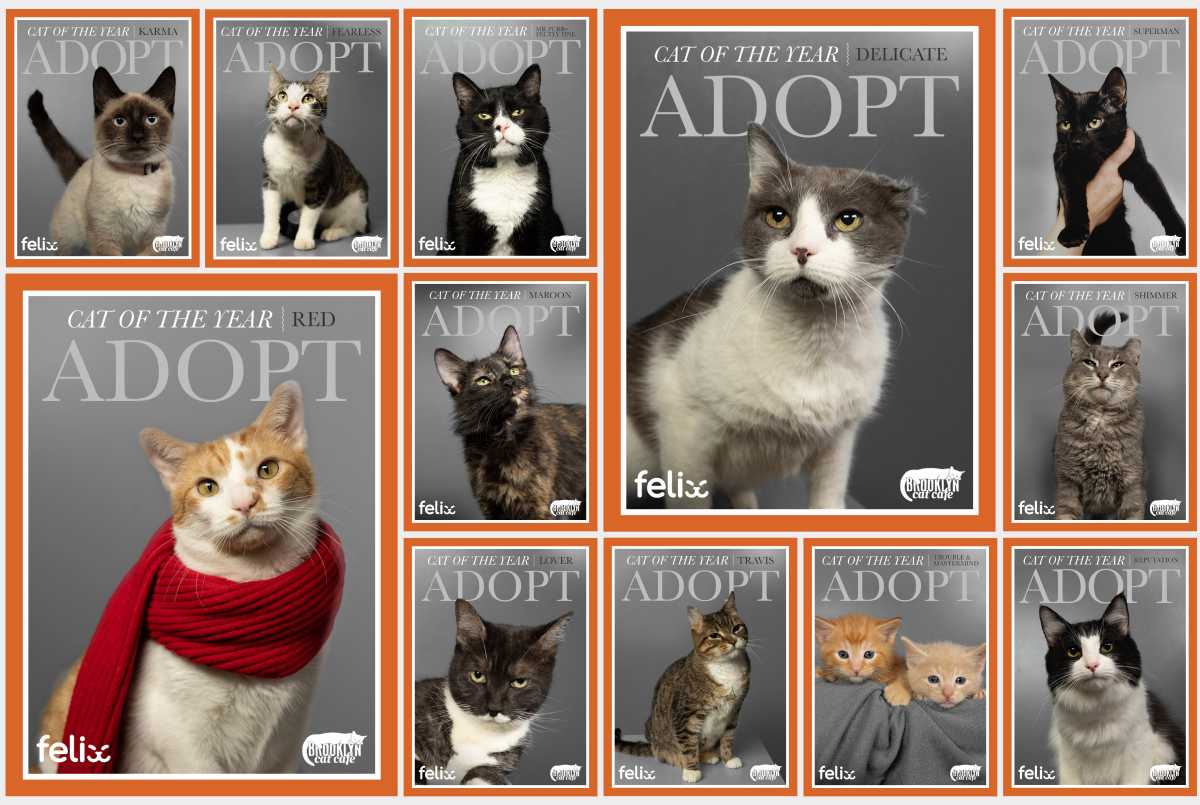 brooklyn cat cafe cat of the year taylor swift covers