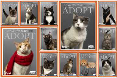 brooklyn cat cafe cat of the year taylor swift covers