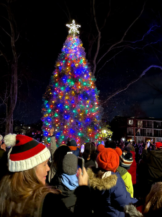 christmas tree in cannonball park