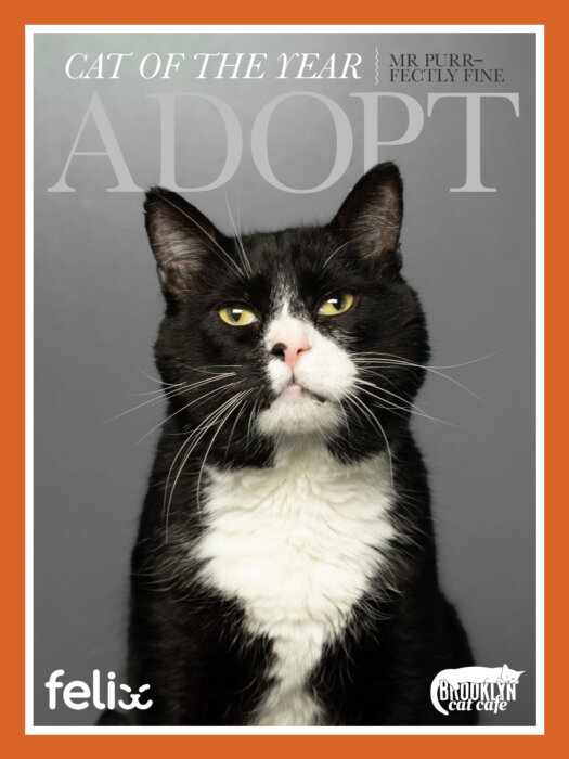 cat of the year cover brooklyn cat cafe