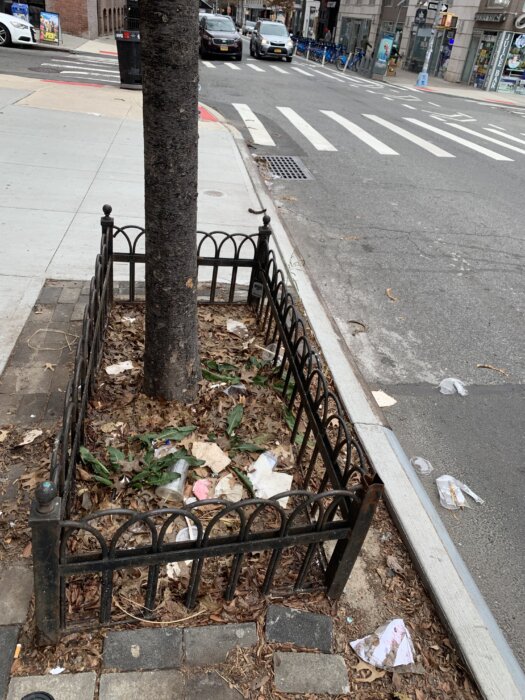 dirty street tree in williamsburg