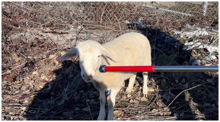 sheep in brooklyn