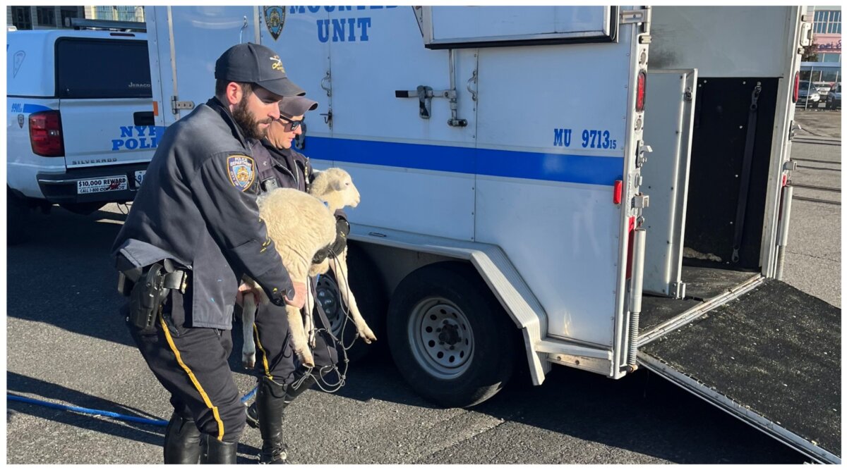 sheep being captured in brooklyn