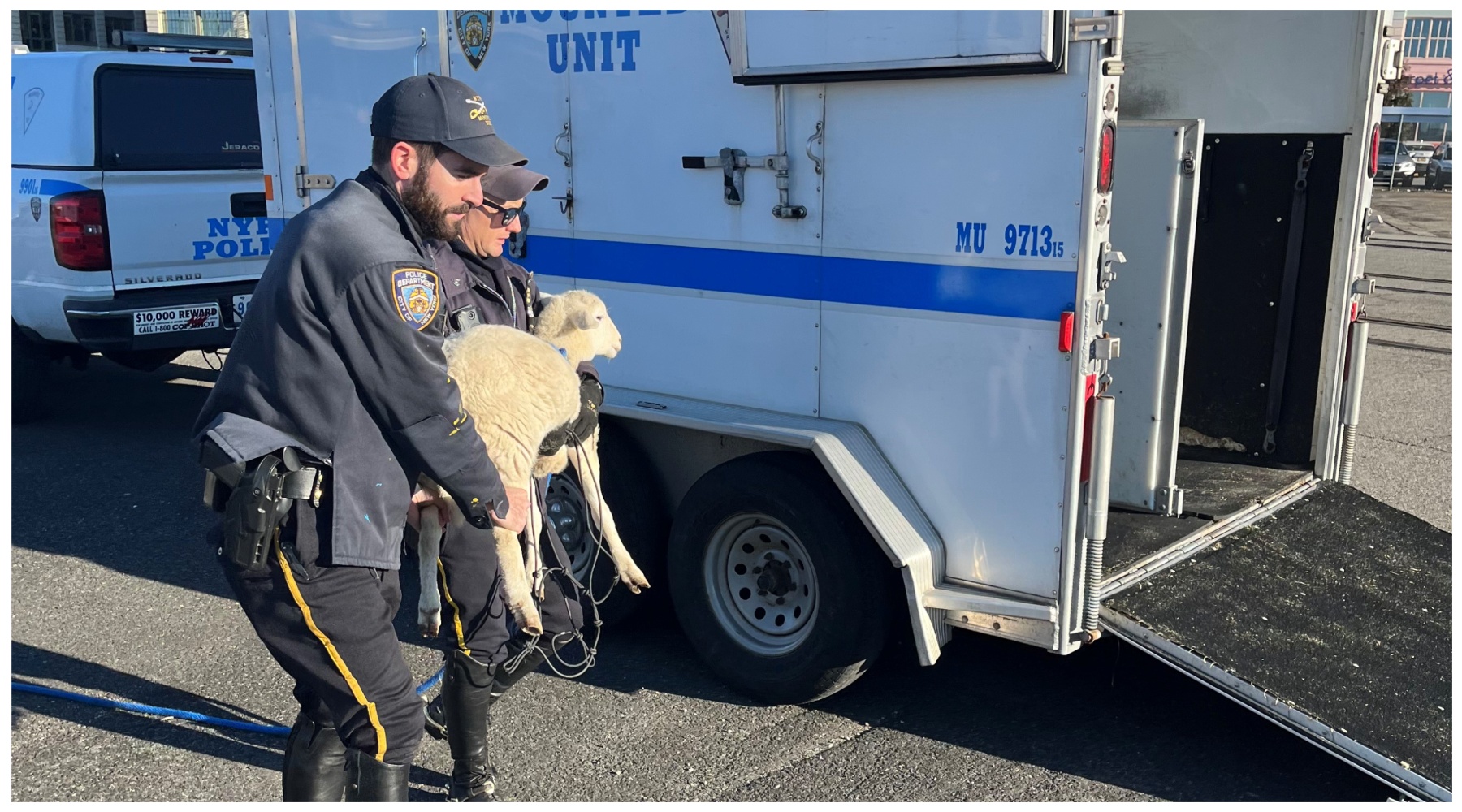 On the lam! Sheep that escaped Sunset Park slaughterhouse settles in