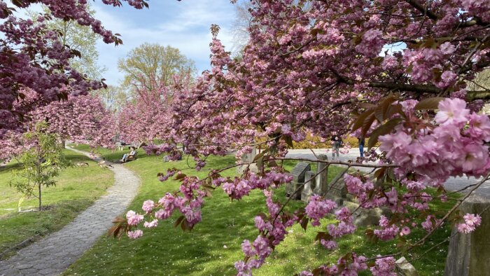 Spring in bloom: Green-Wood gears up for cherry blossom season