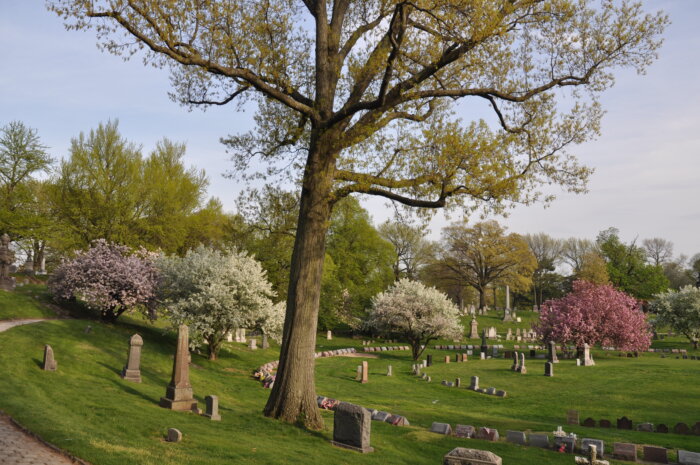 The Green-Wood Cemetery is preparing the annual cherry blossom season where their 172 Japanese cherry blossom trees will bloom.