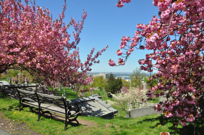 The Green-Wood Cemetery is preparing the annual cherry blossom season where their 172 Japanese cherry blossom trees will bloom.