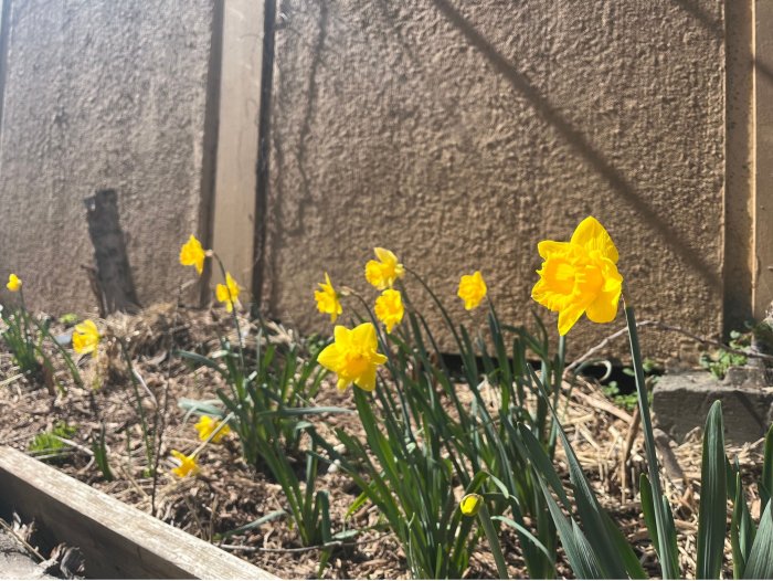 daffodils at myrtle village green