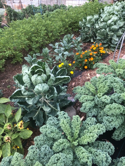 bed at community garden