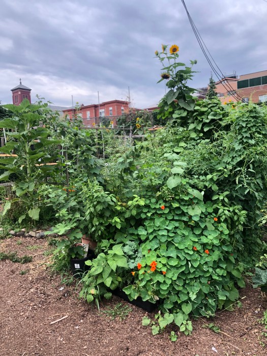 private bed at myrtle village green