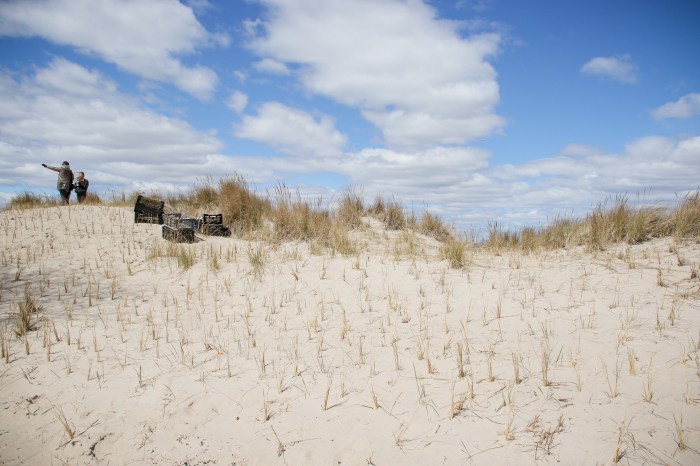 native beach grasses in coney island