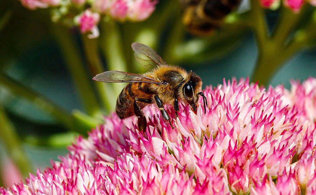 bee hotel flower