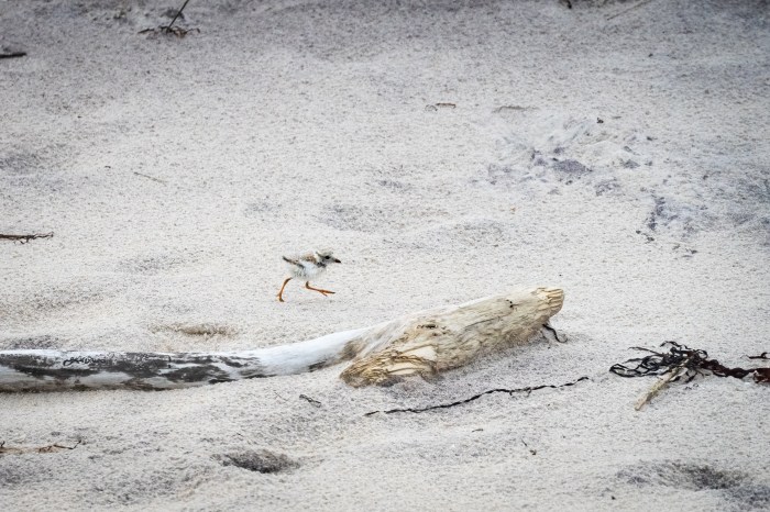 piping plover baby