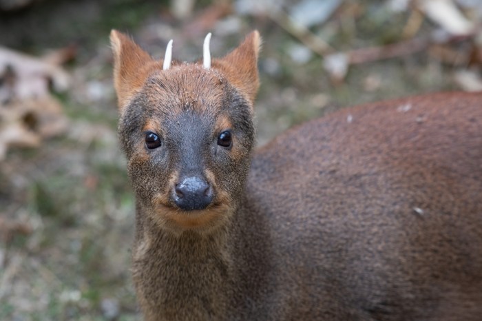 pudu prospect park zoo