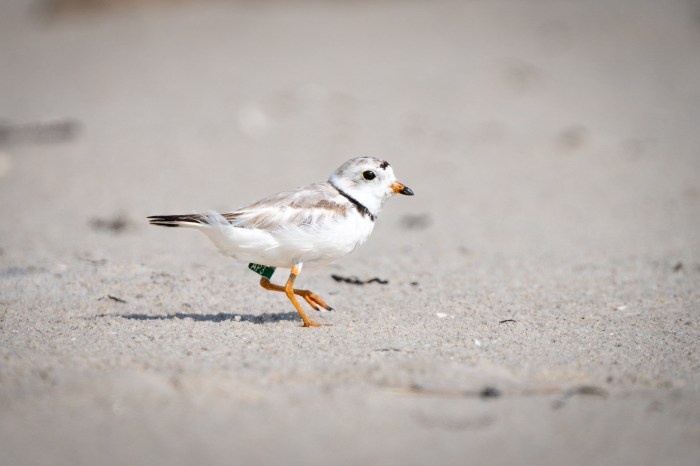 piping plover