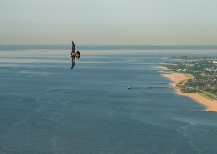 peregrine falcon