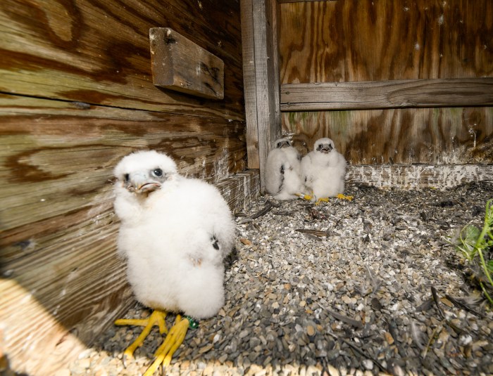 peregrine falcon chicks at verrazzano bridge